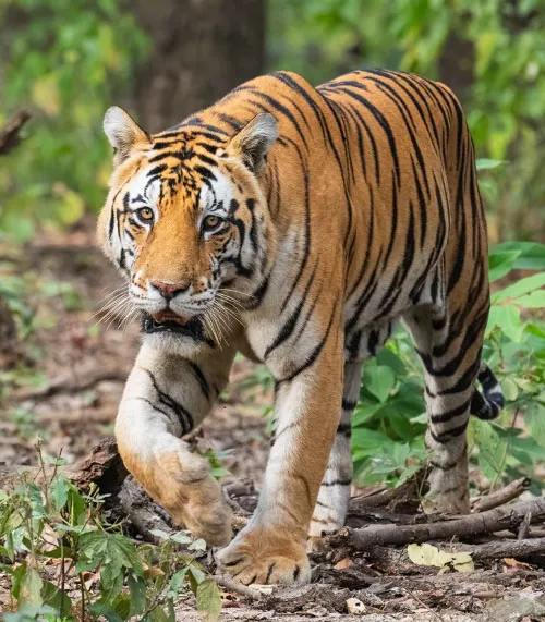2-Day Jaipur to Ranthambore Tiger Safari Tour