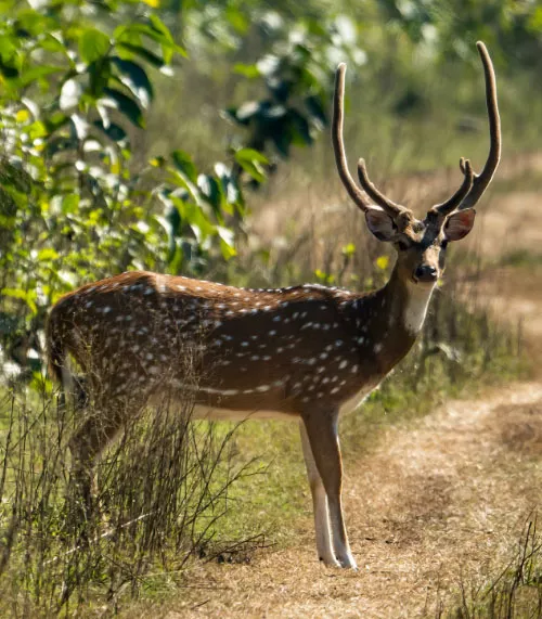 Jaipur Sariska 2-Day Tour