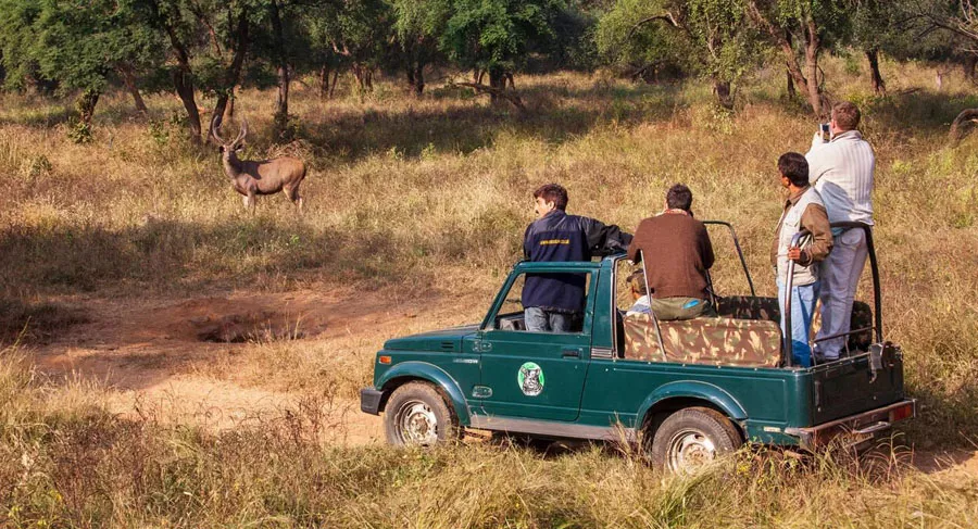 Jeep Safari in Sariska
