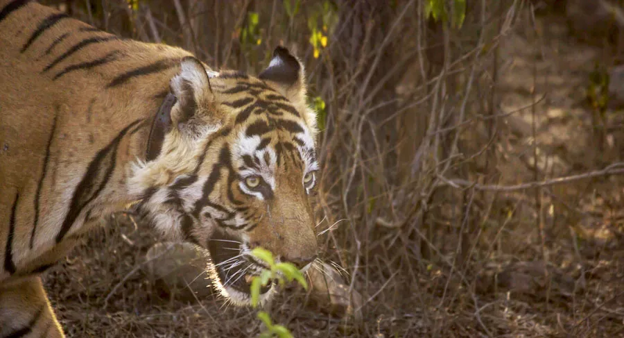 Tiger Sighting in Sariska