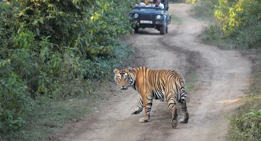 Sariska Tiger Reserve Safari