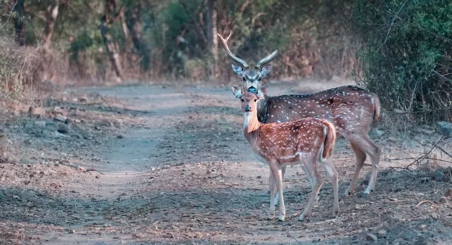 Spotted Deer